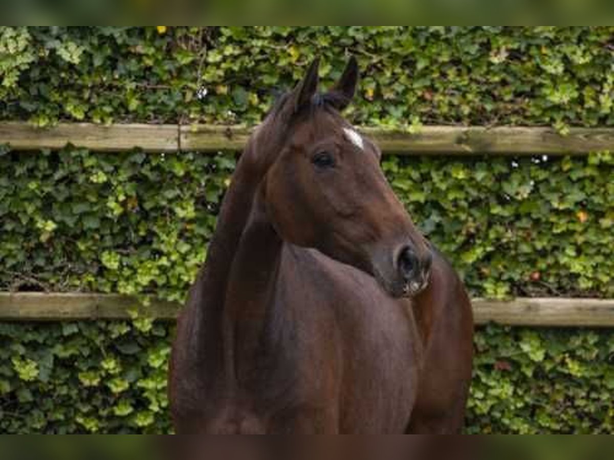 Holsteiner Merrie 4 Jaar 166 cm Bruin in Waddinxveen