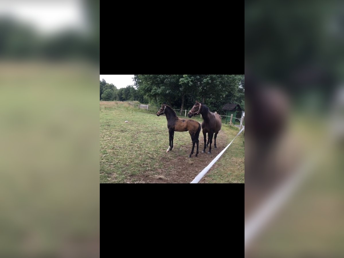 Holsteiner Merrie 4 Jaar 167 cm Bruin in Eckernförde