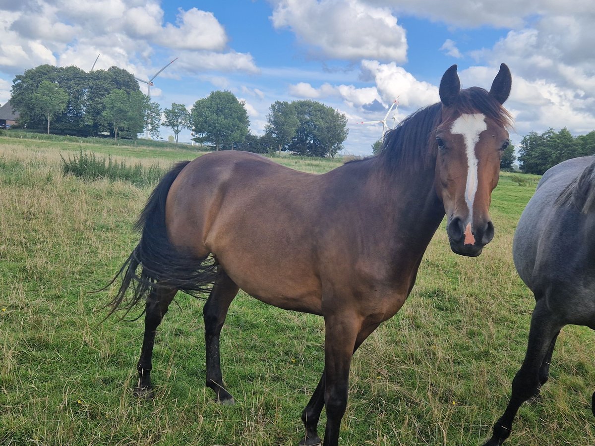 Holsteiner Merrie 4 Jaar 167 cm in Büsum