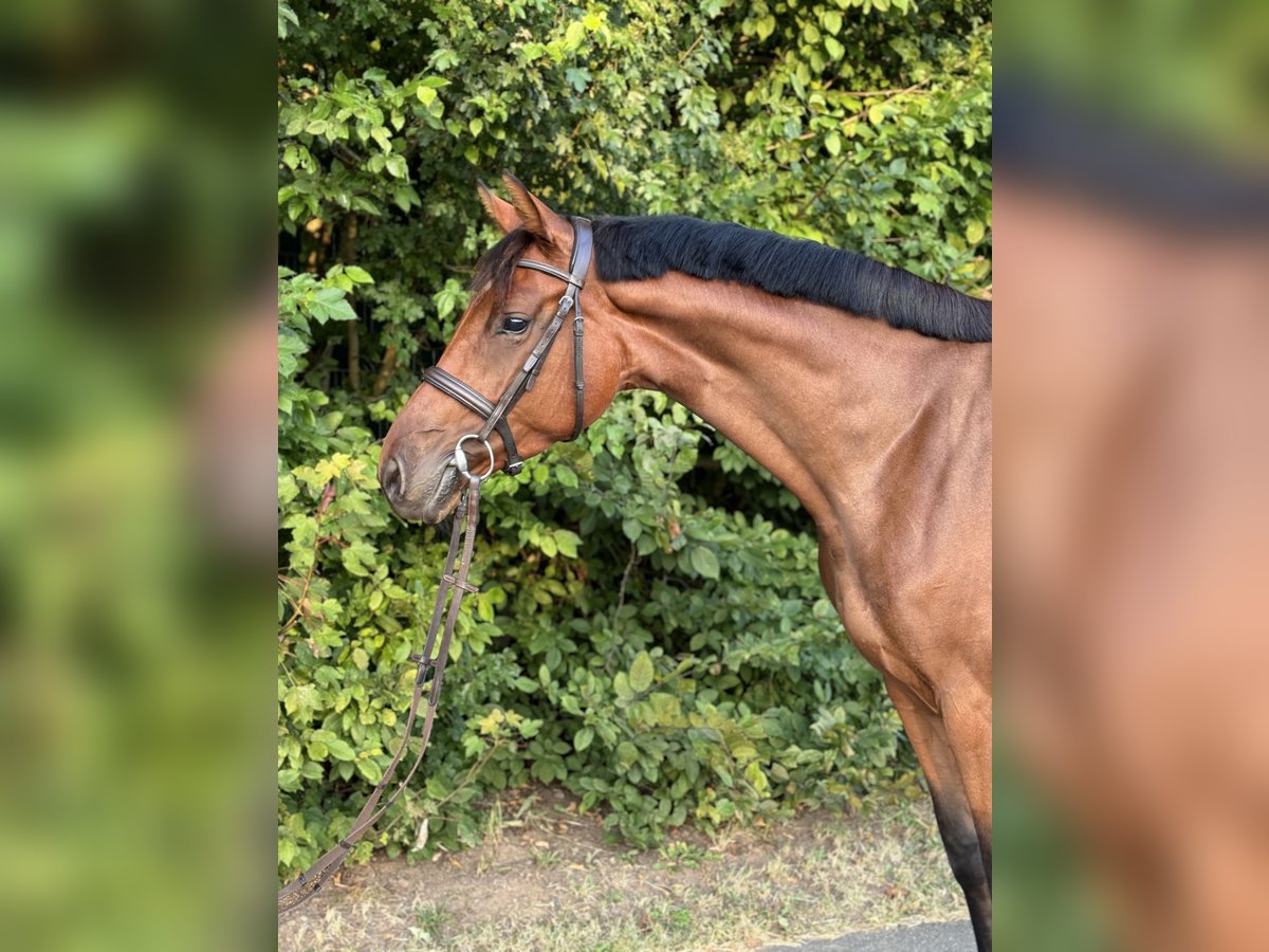 Holsteiner Merrie 4 Jaar 168 cm Bruin in Ilfeld