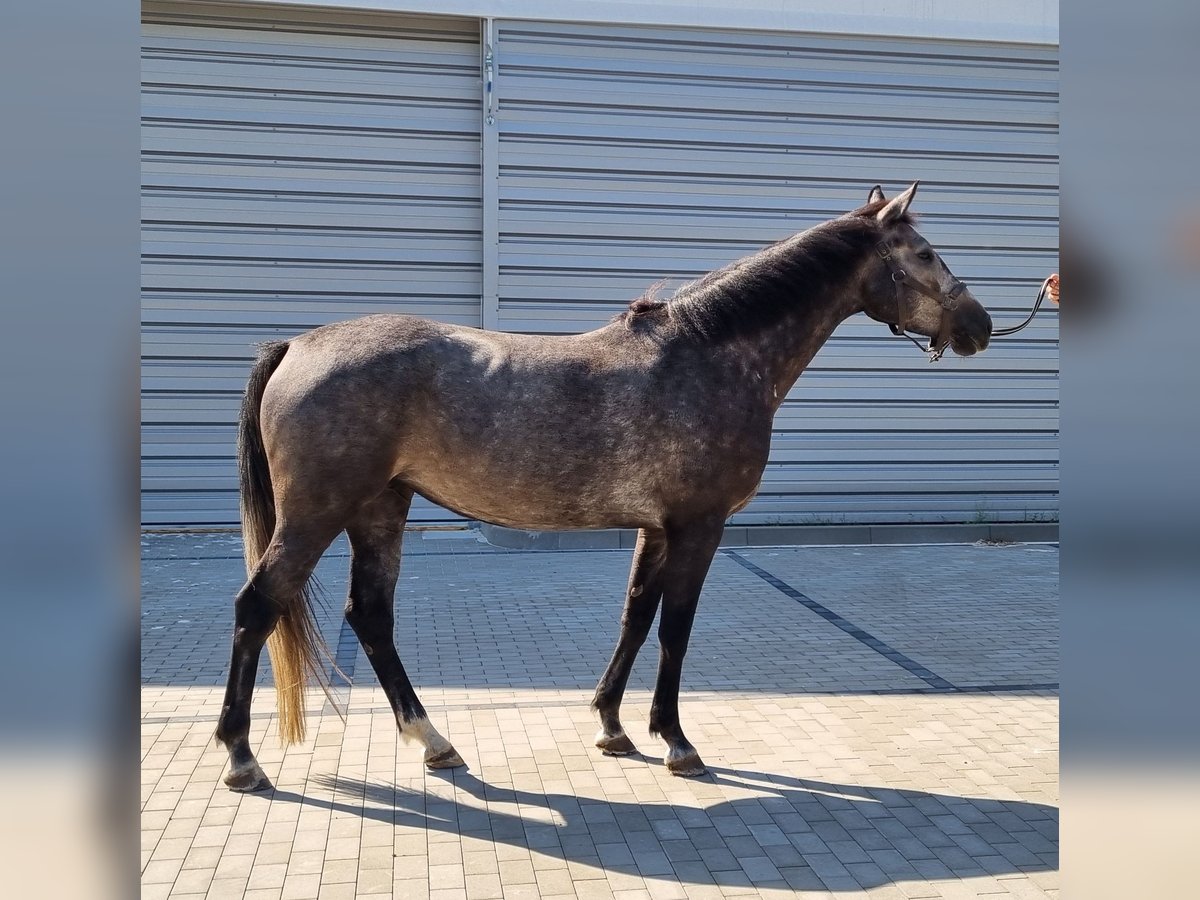 Holsteiner Merrie 4 Jaar 170 cm Appelschimmel in Biłgoraj