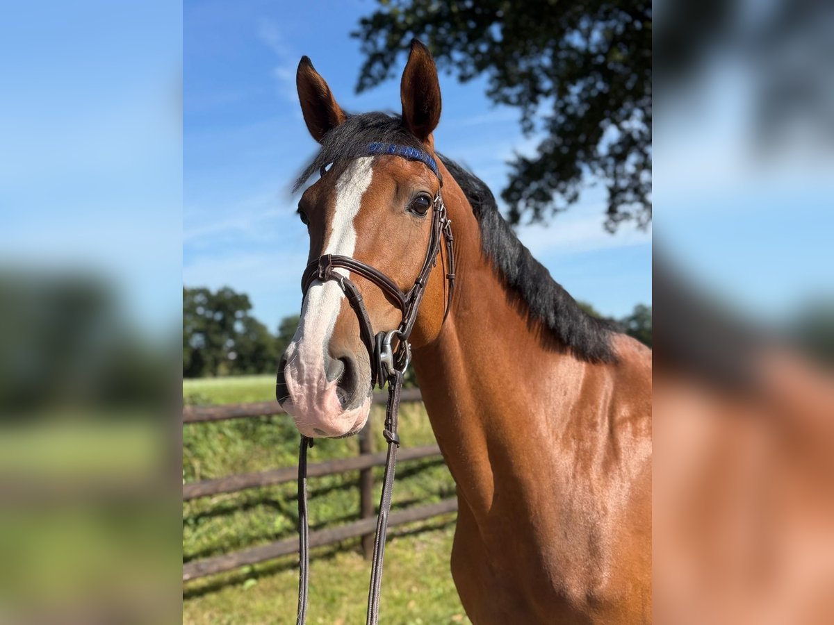 Holsteiner Merrie 4 Jaar 172 cm Bruin in EllerhoopEllerhoop