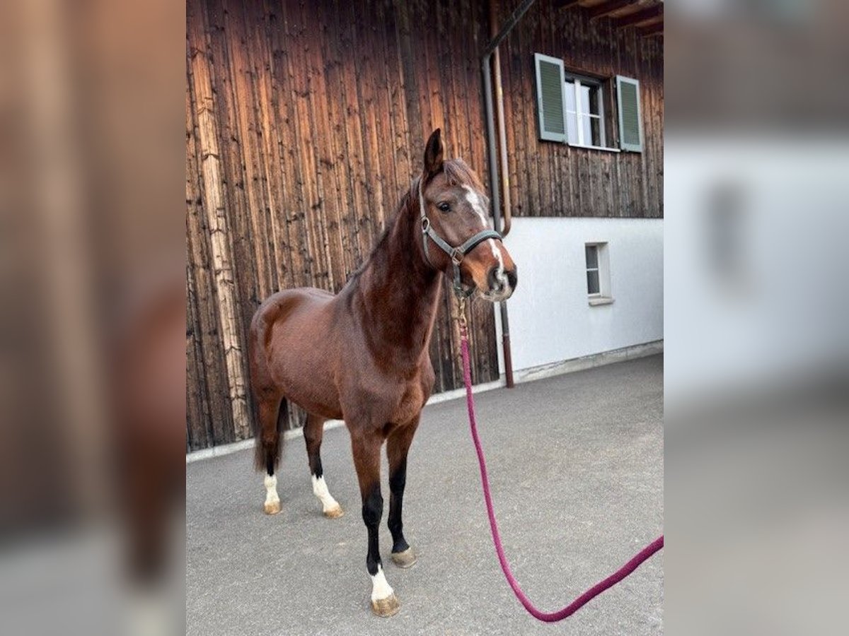 Holsteiner Merrie 4 Jaar Donkerbruin in AuwAuw