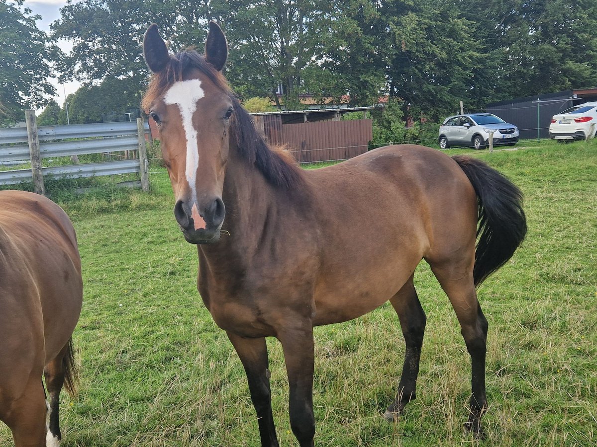 Holsteiner Merrie 4 Jaar in Büsum