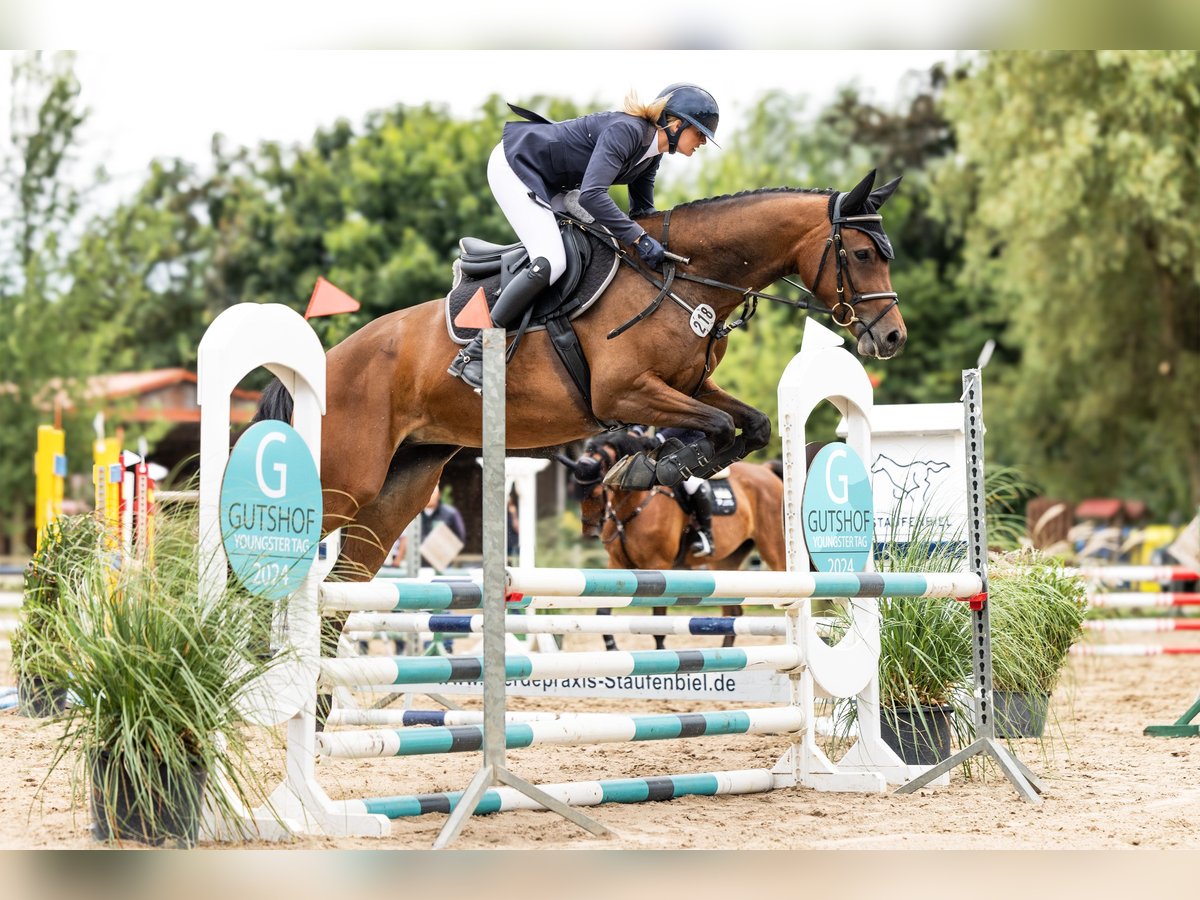 Holsteiner Merrie 5 Jaar 159 cm Bruin in Breydin