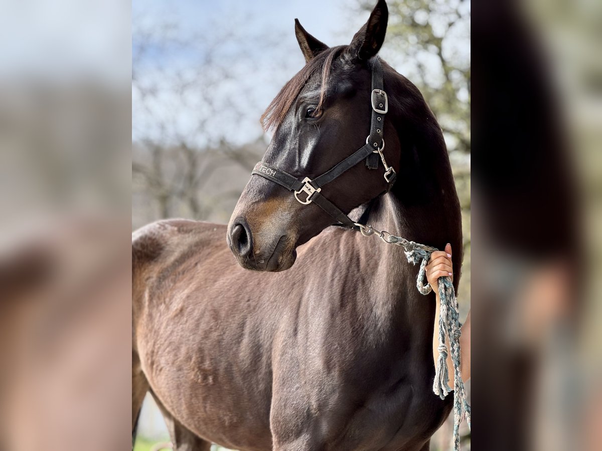 Holsteiner Merrie 5 Jaar 162 cm Donkerbruin in Przetoczyno