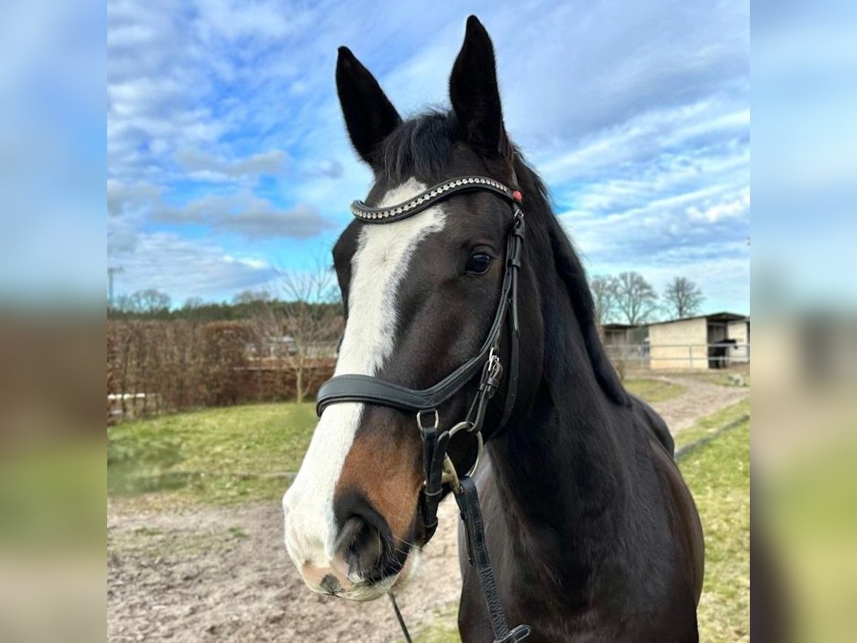 Holsteiner Merrie 5 Jaar 163 cm Donkerbruin in Zossen