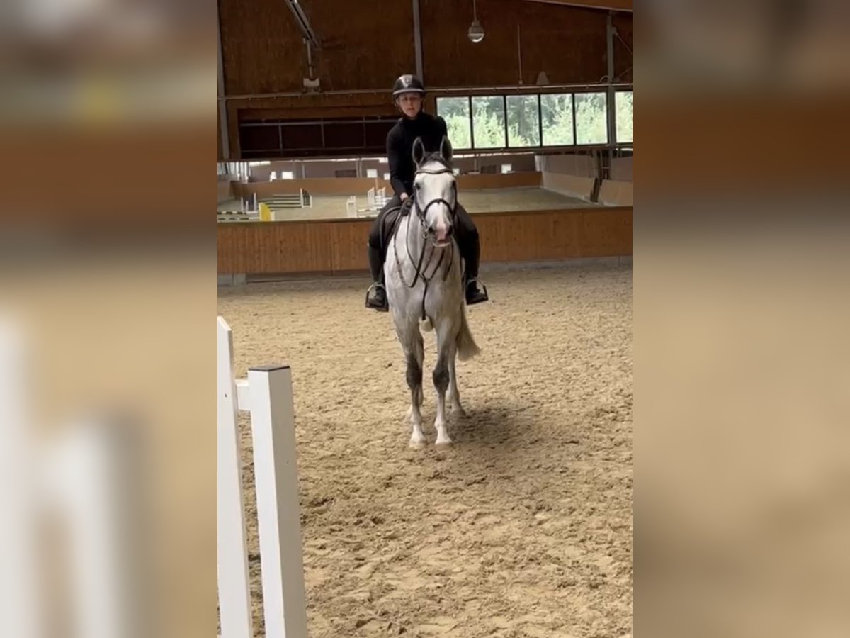 Holsteiner Merrie 5 Jaar 164 cm Schimmel in Havixbeck