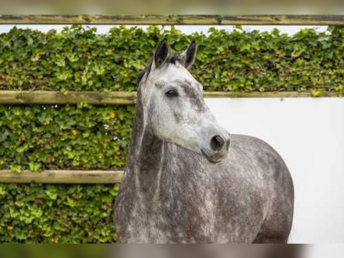 Holsteiner Merrie 5 Jaar 167 cm kan schimmel zijn in Waddinxveen