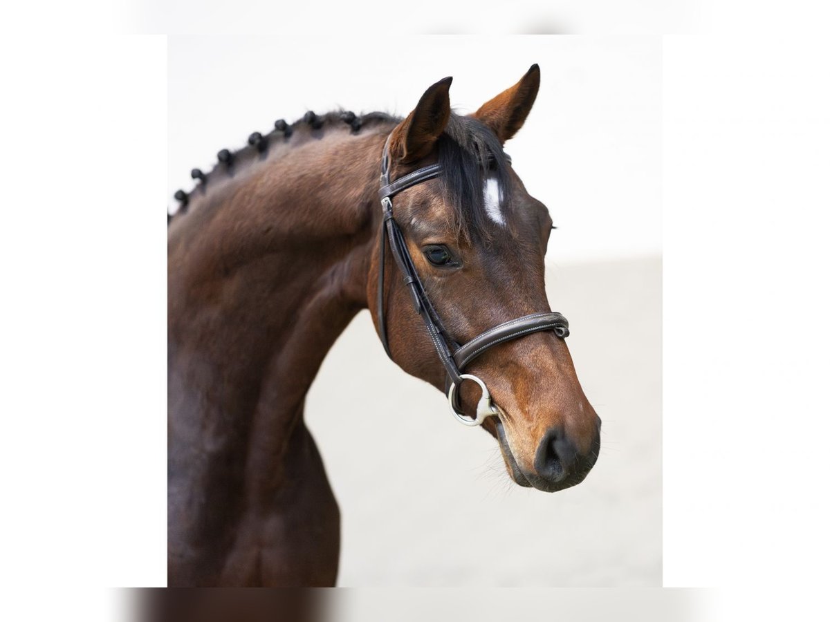 Holsteiner Merrie 5 Jaar 168 cm Bruin in Heerde