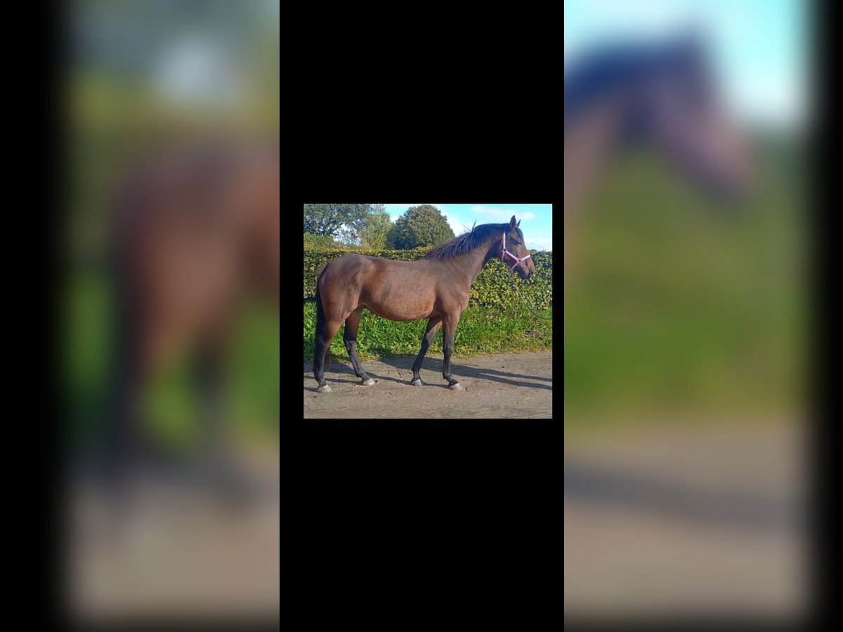 Holsteiner Merrie 5 Jaar 168 cm Donkerbruin in Immenstedt