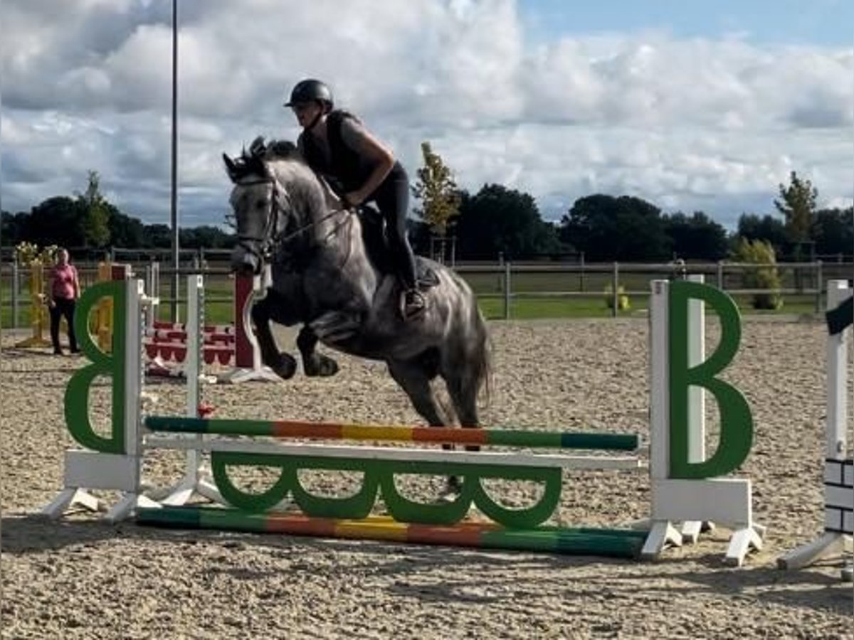 Holsteiner Merrie 5 Jaar 169 cm Blauwschimmel in SchönhorstSchönhorst