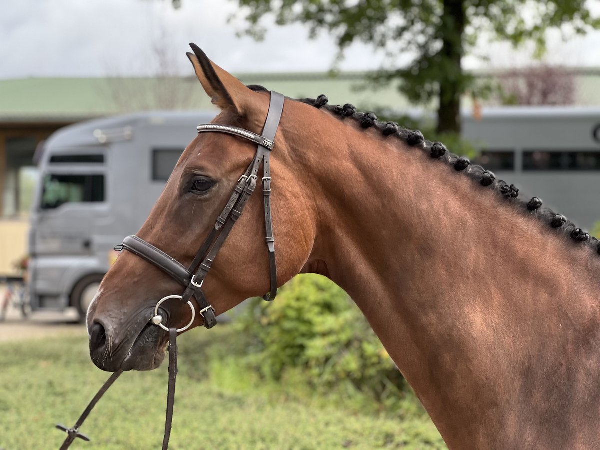 Holsteiner Merrie 5 Jaar 170 cm Bruin in Sassenberg