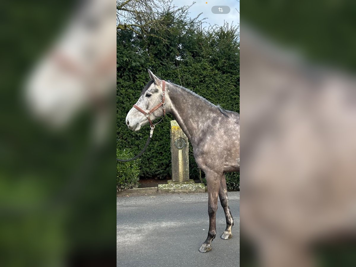 Holsteiner Merrie 5 Jaar 170 cm Schimmel in Oelde