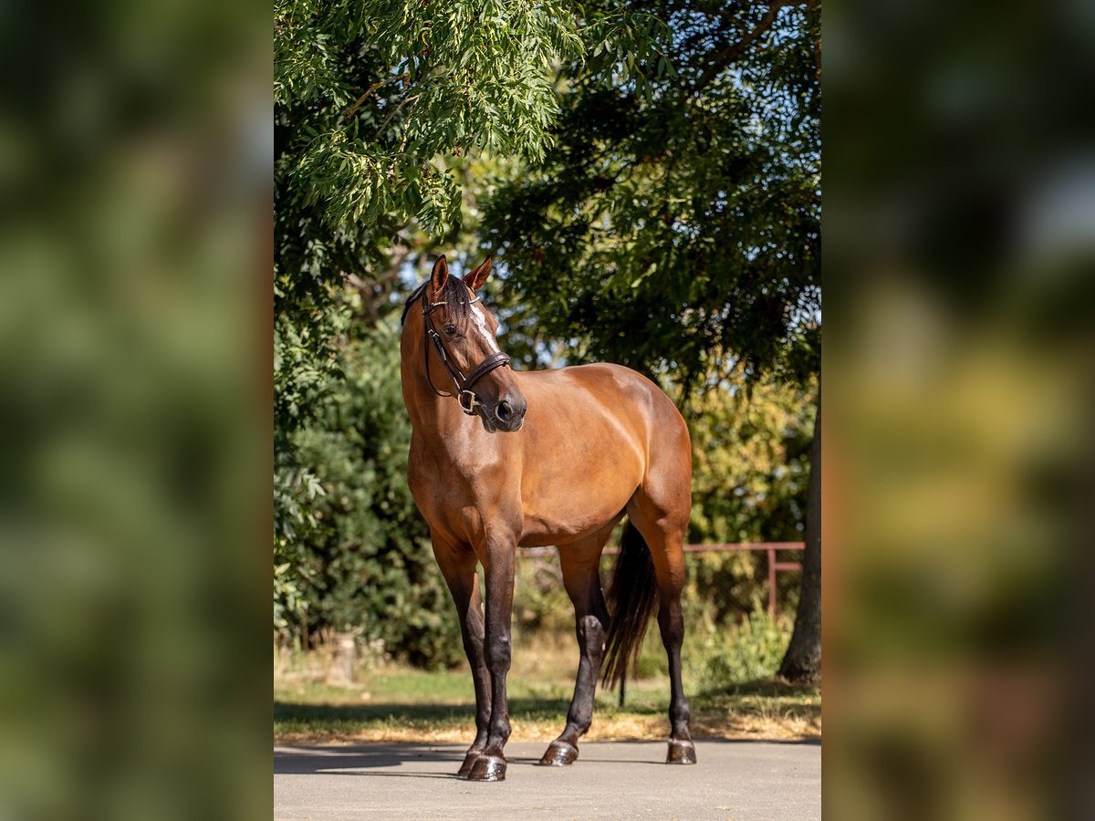 Holsteiner Merrie 5 Jaar 172 cm Bruin in Ballenstedt
