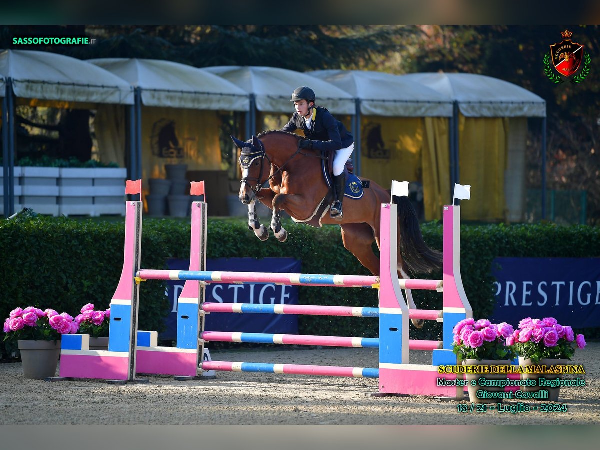 Holsteiner Merrie 5 Jaar 172 cm Bruin in trostberg