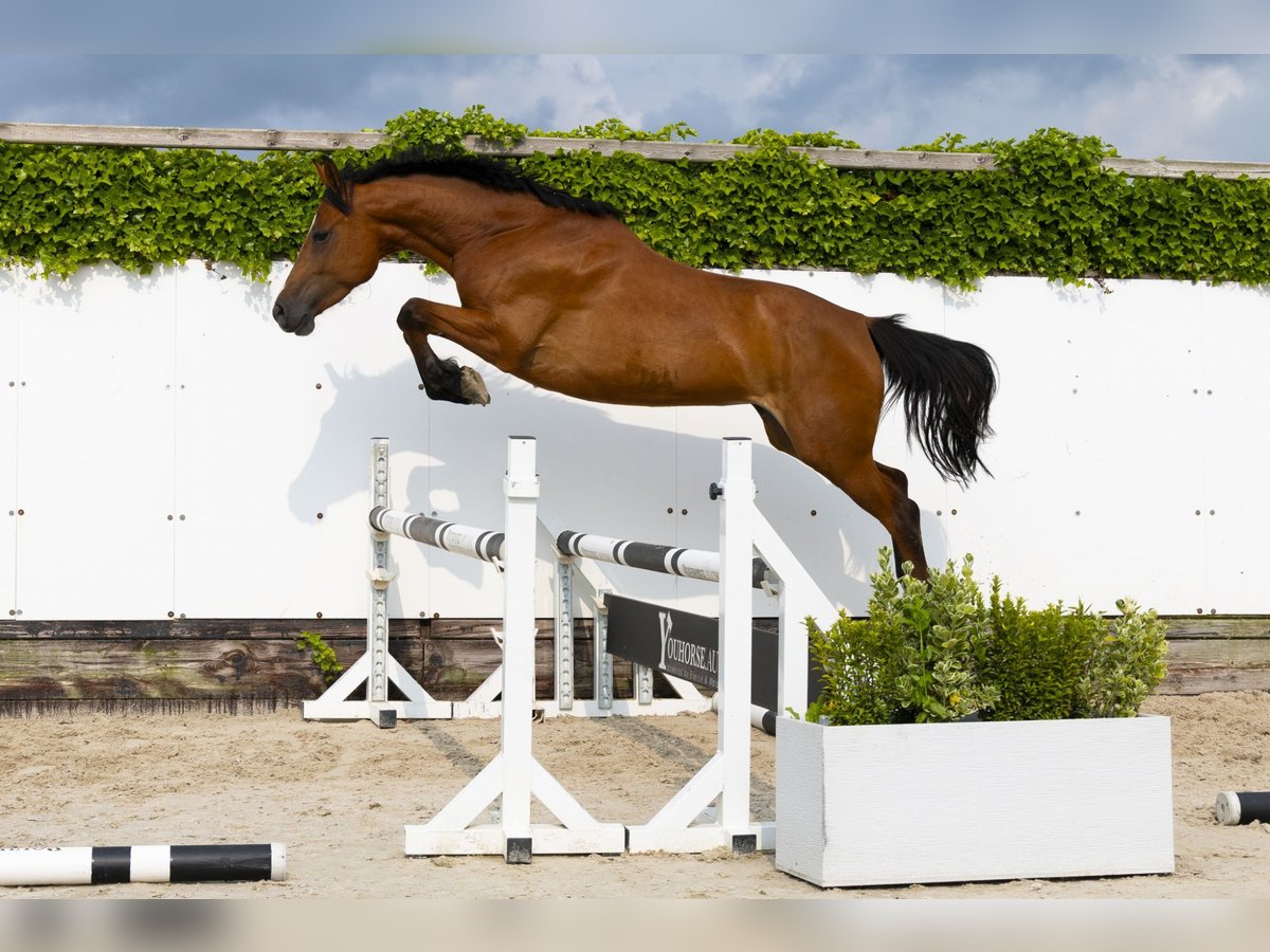 Holsteiner Merrie 6 Jaar 158 cm Bruin in Waddinxveen