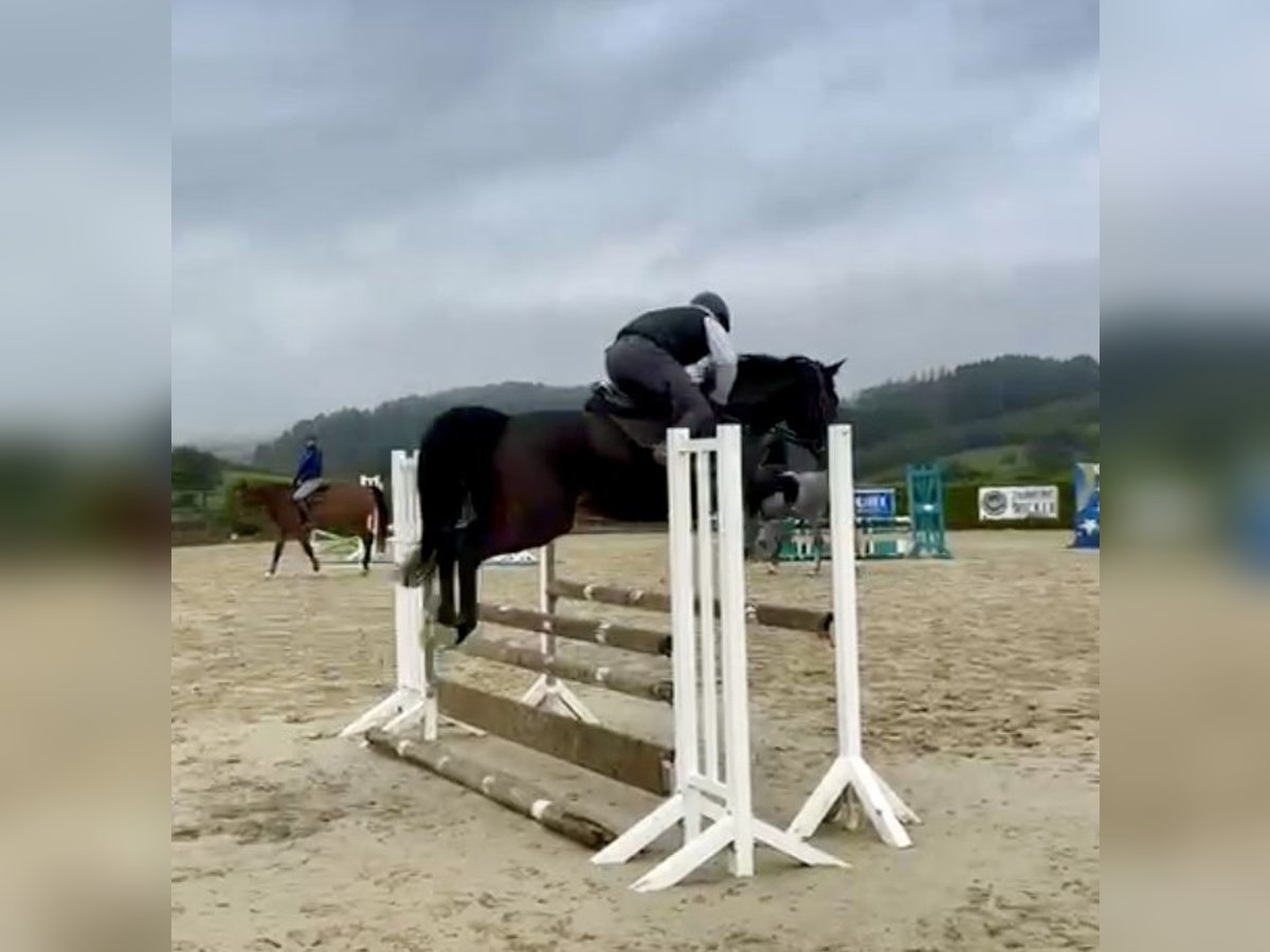 Holsteiner Merrie 6 Jaar 162 cm Bruin in Lindlar