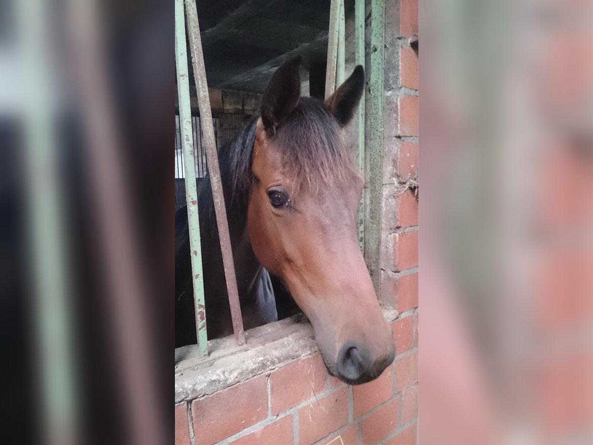 Holsteiner Merrie 6 Jaar 162 cm Donkerbruin in Freienwill