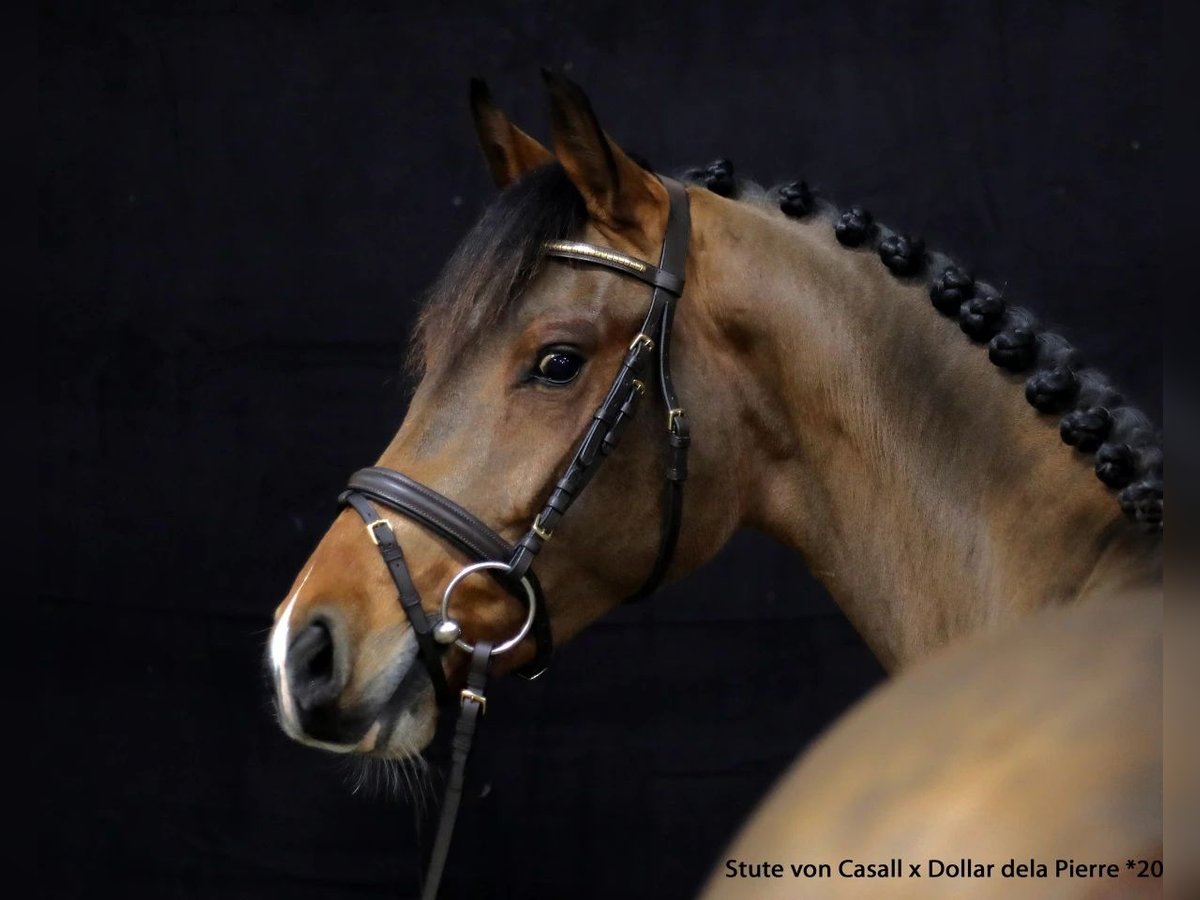 Holsteiner Merrie 6 Jaar 164 cm Bruin in Dorsten