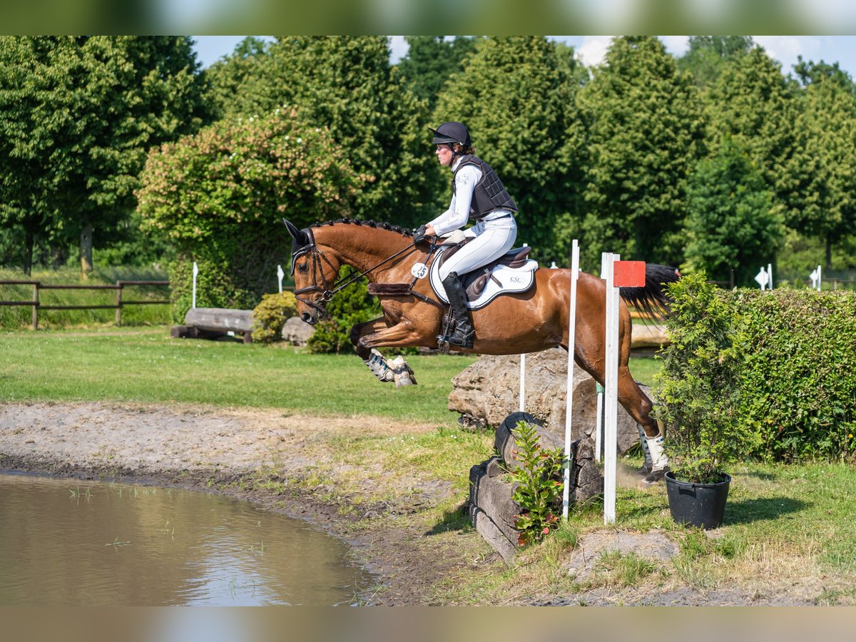 Holsteiner Merrie 6 Jaar 164 cm Bruin in Langenhagen