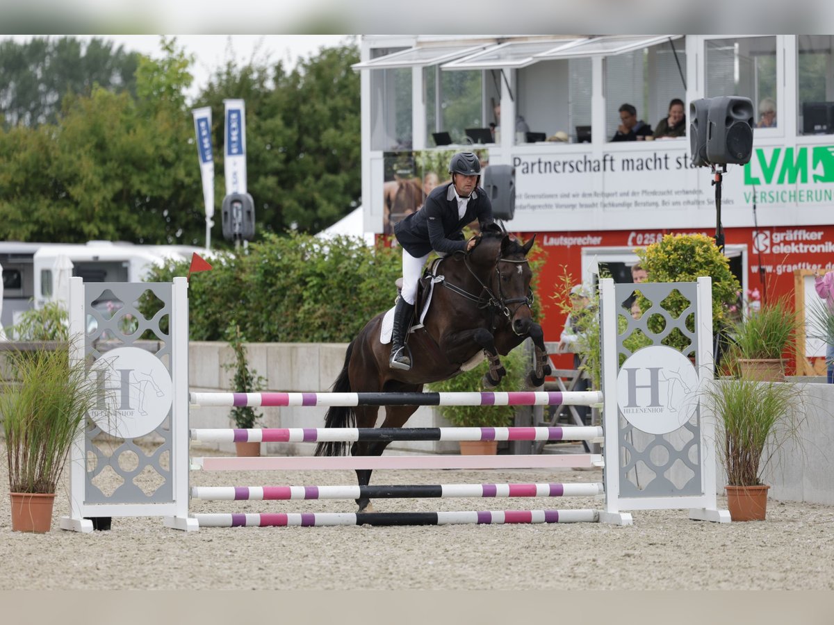 Holsteiner Merrie 6 Jaar 165 cm Donkerbruin in Wittenbergen