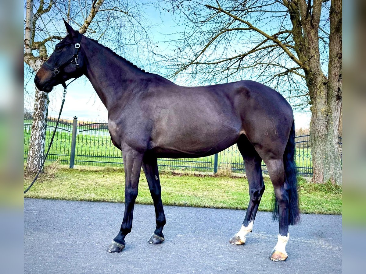 Holsteiner Merrie 6 Jaar 166 cm Zwartbruin in Sangerhausen