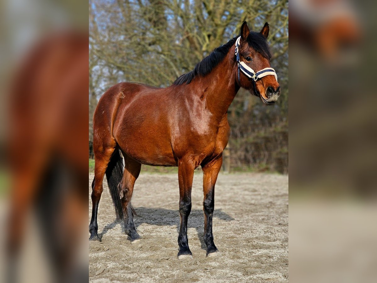 Holsteiner Merrie 6 Jaar 167 cm Bruin in Mildstedt