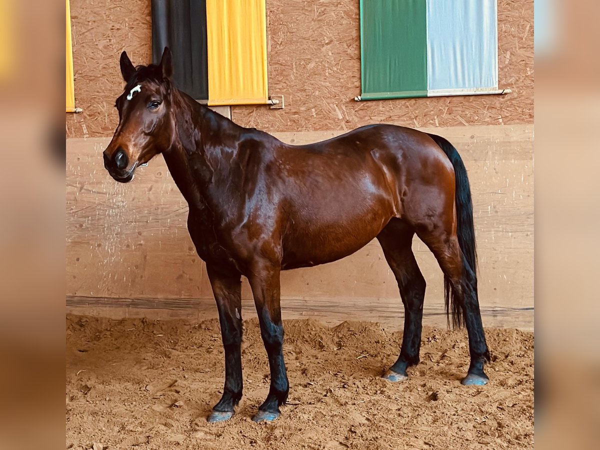 Holsteiner Merrie 6 Jaar 167 cm Donkerbruin in Eibenstock