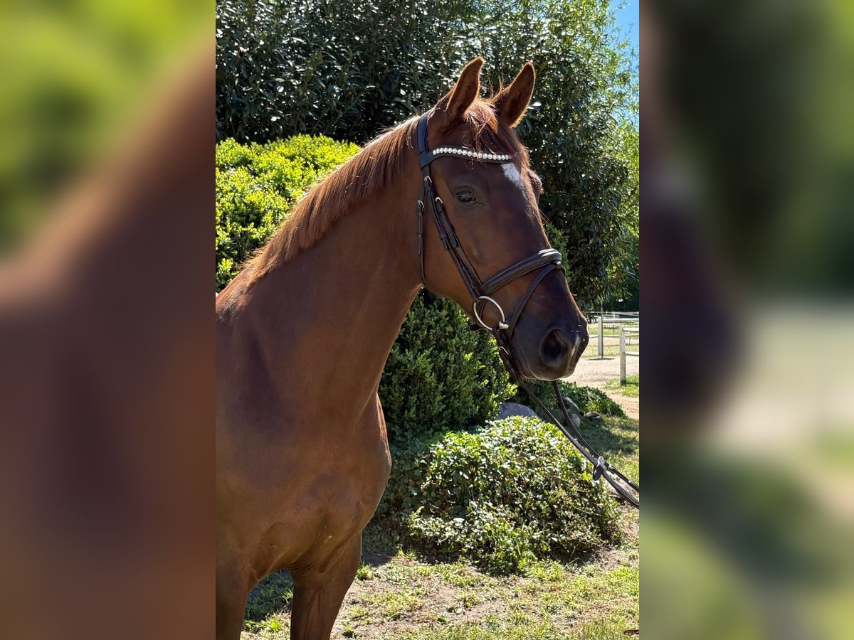 Holsteiner Merrie 6 Jaar 168 cm Donkere-vos in Pogeez