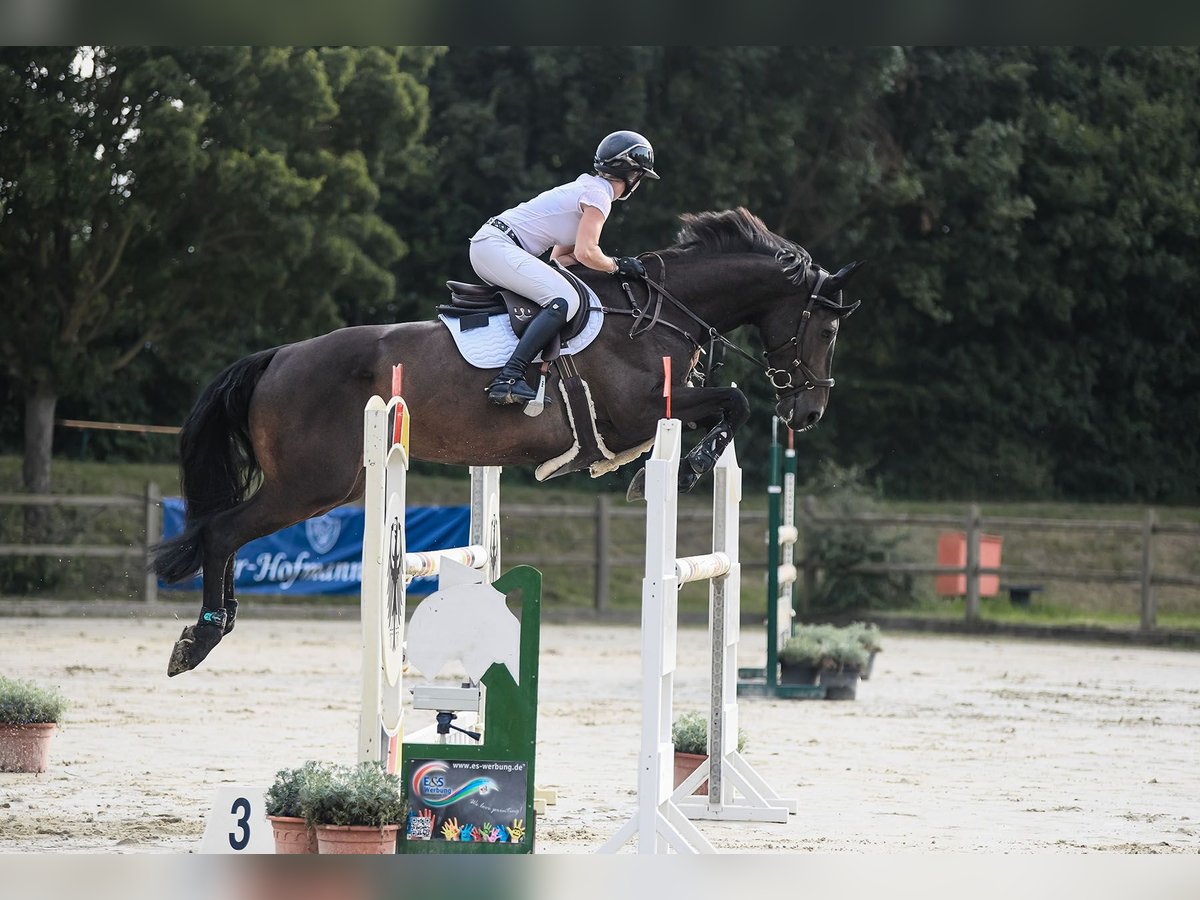 Holsteiner Merrie 6 Jaar 168 cm Zwartbruin in Riedstadt