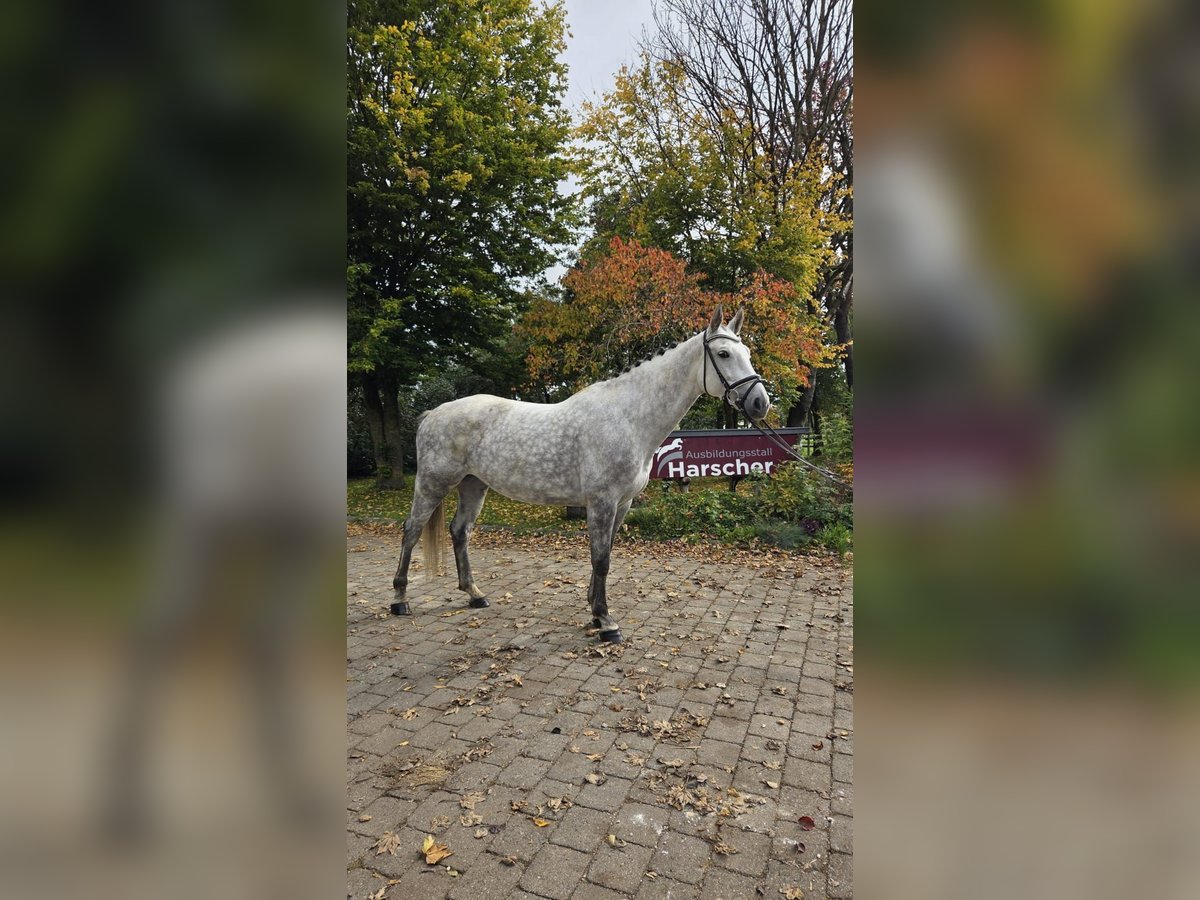 Holsteiner Merrie 6 Jaar 169 cm Schimmel in Laichingen