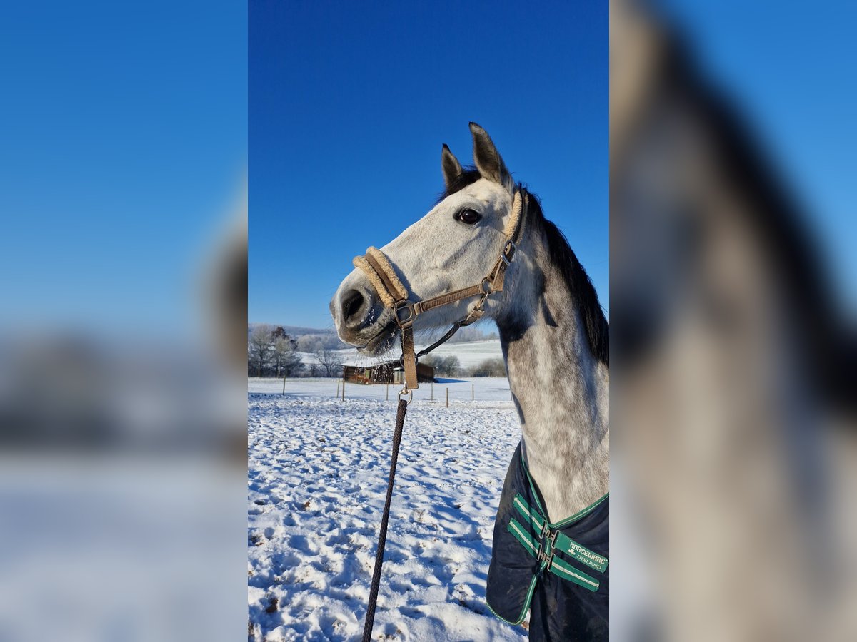 Holsteiner Merrie 6 Jaar 170 cm Appelschimmel in Marpingen