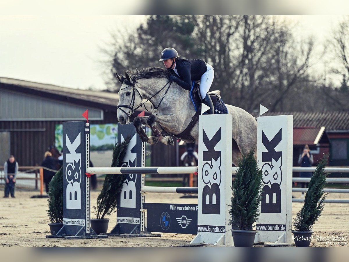 Holsteiner Merrie 6 Jaar 170 cm Schimmel in Woltersdorf