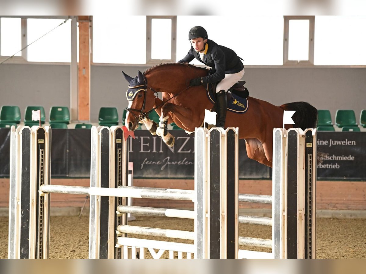 Holsteiner Merrie 6 Jaar 172 cm Bruin in trostberg