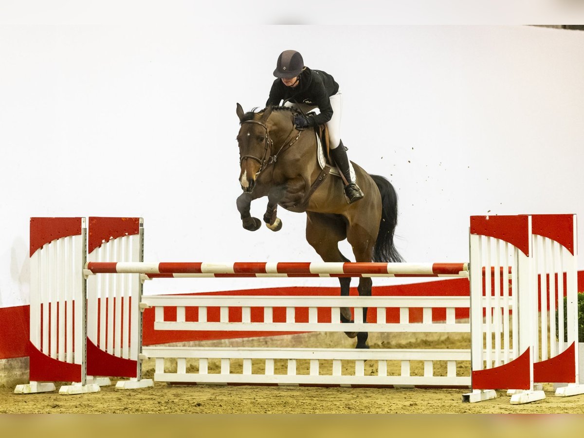 Holsteiner Merrie 6 Jaar 172 cm Bruin in Waddinxveen