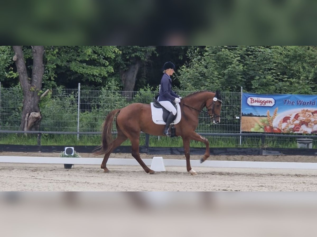 Holsteiner Merrie 6 Jaar 172 cm Vos in Lübeck