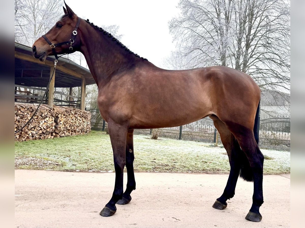 Holsteiner Merrie 6 Jaar 175 cm Bruin in Sangerhausen