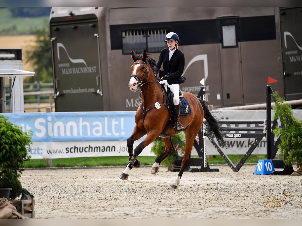 Holsteiner Merrie 6 Jaar 178 cm Bruin in Schmilau