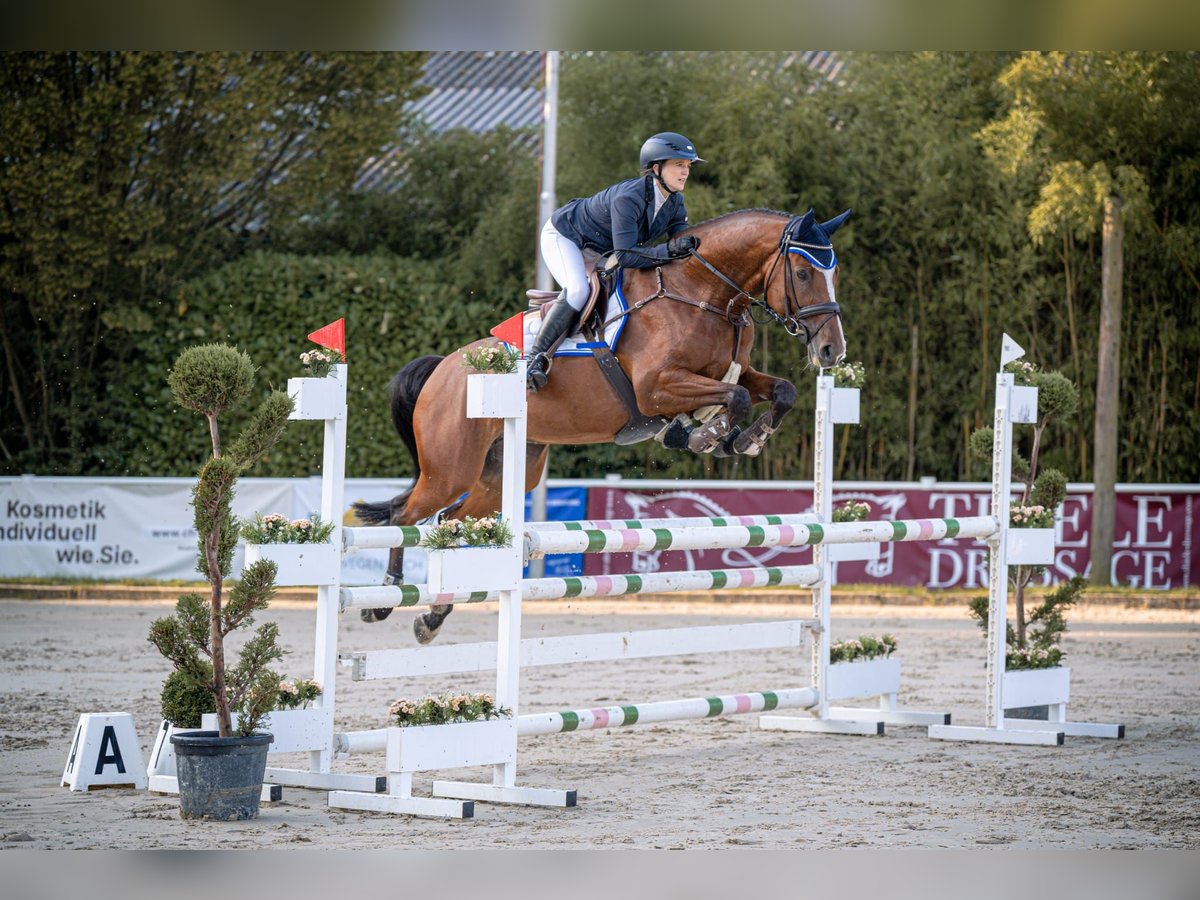 Holsteiner Merrie 7 Jaar 166 cm Bruin in Elsdorf