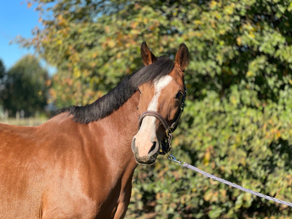 Holsteiner Merrie 7 Jaar 167 cm Bruin in GROTE-BROGEL