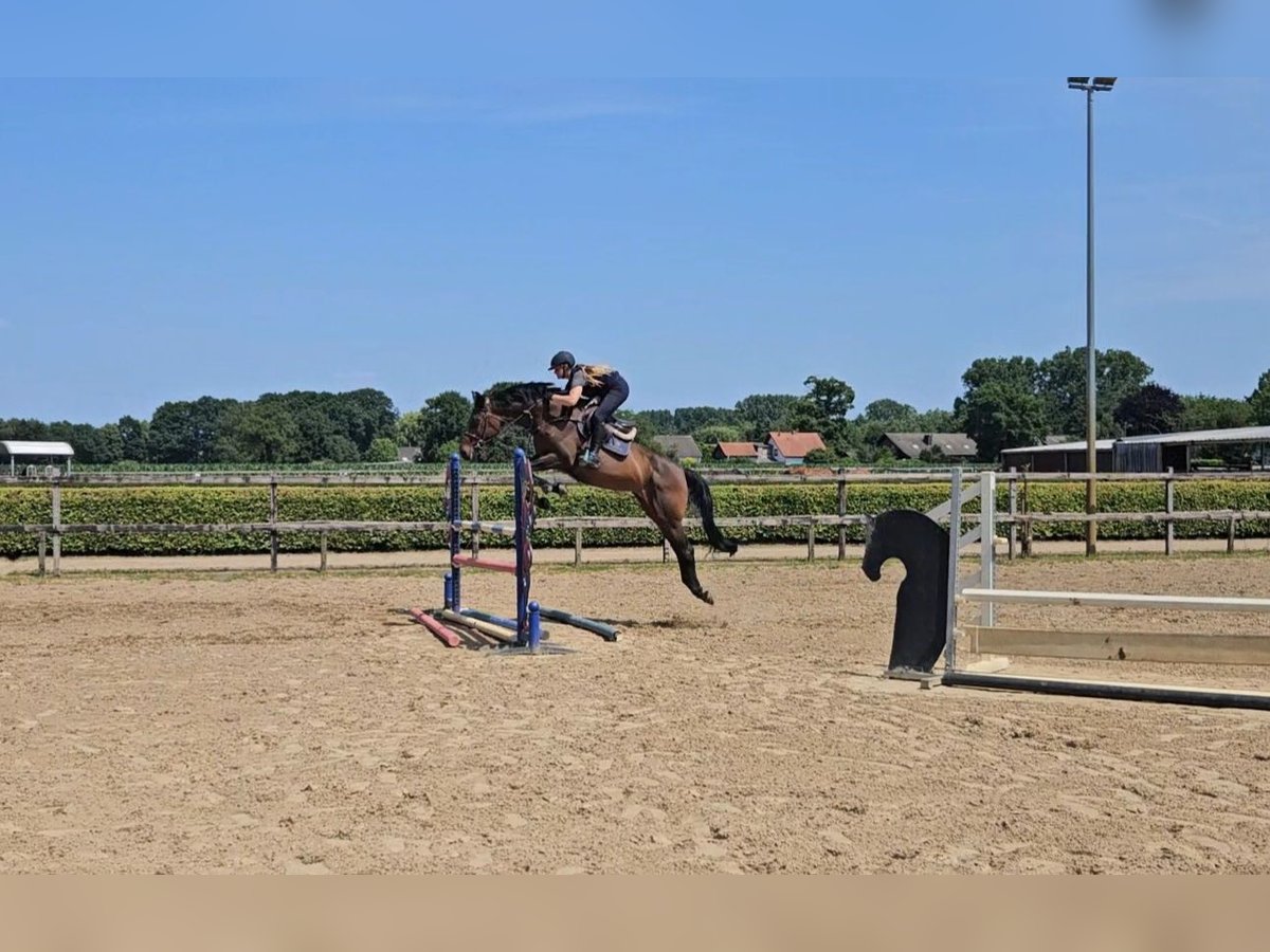 Holsteiner Merrie 7 Jaar 167 cm Donkerbruin in Willich