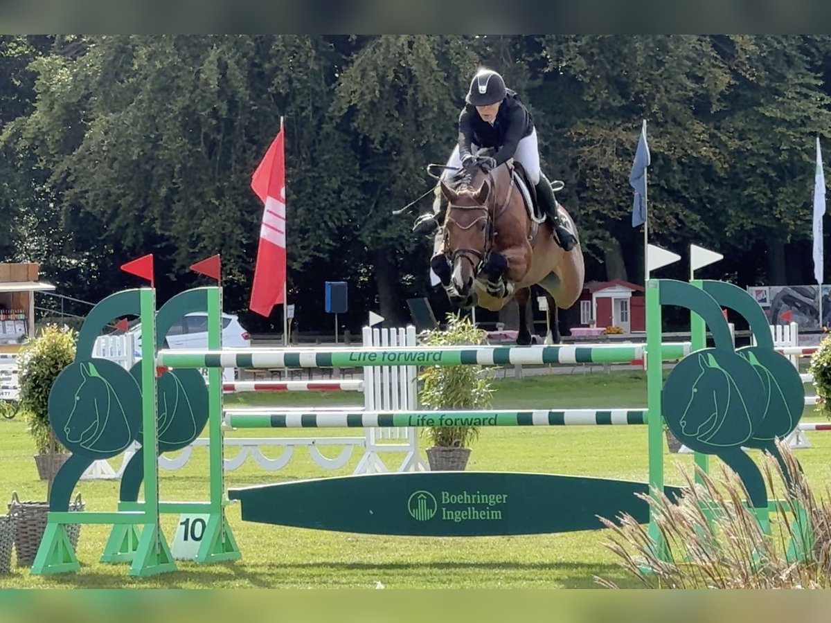 Holsteiner Merrie 7 Jaar 168 cm Bruin in Lübeck