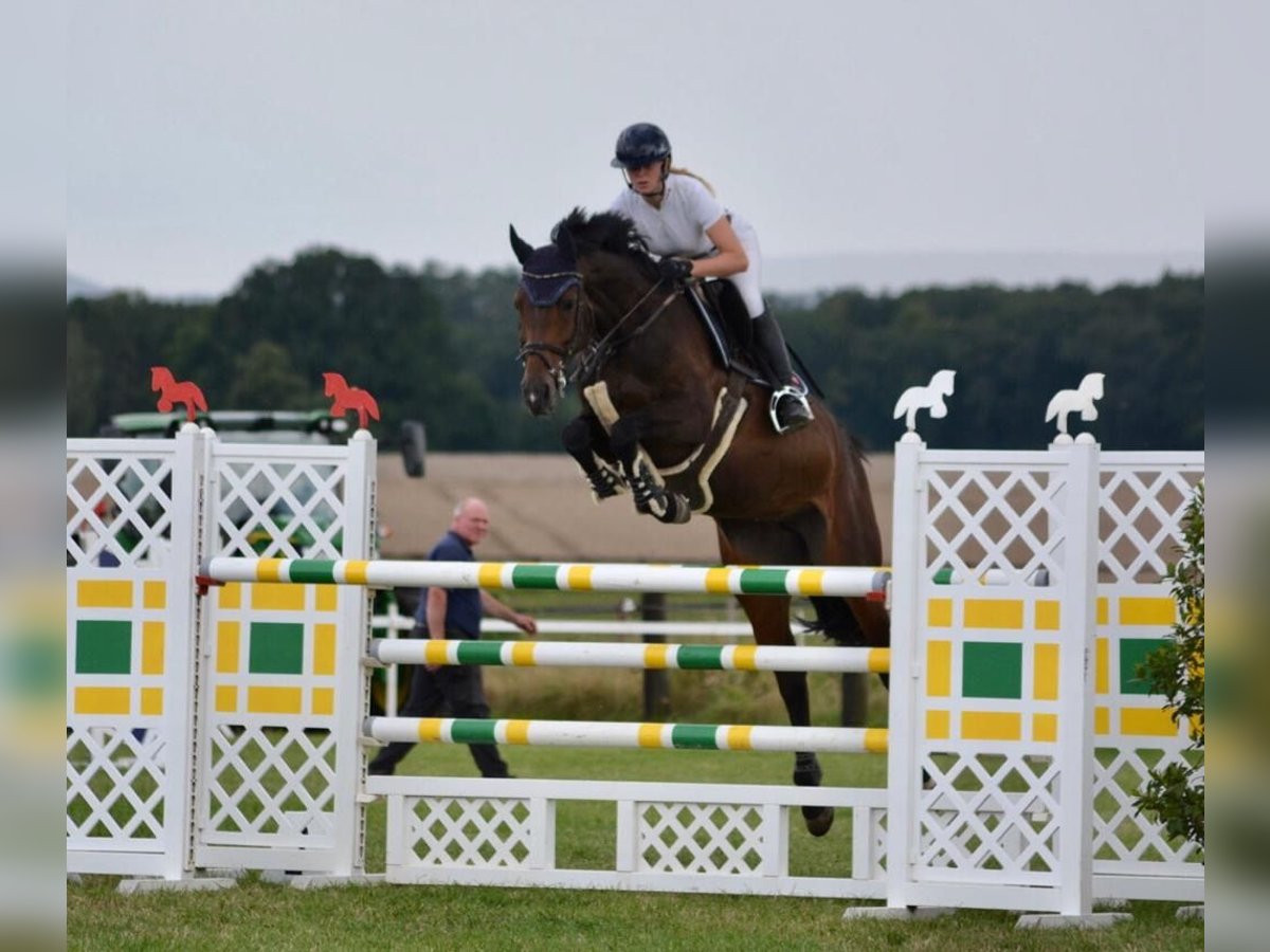 Holsteiner Merrie 7 Jaar 168 cm Donkerbruin in Hoya