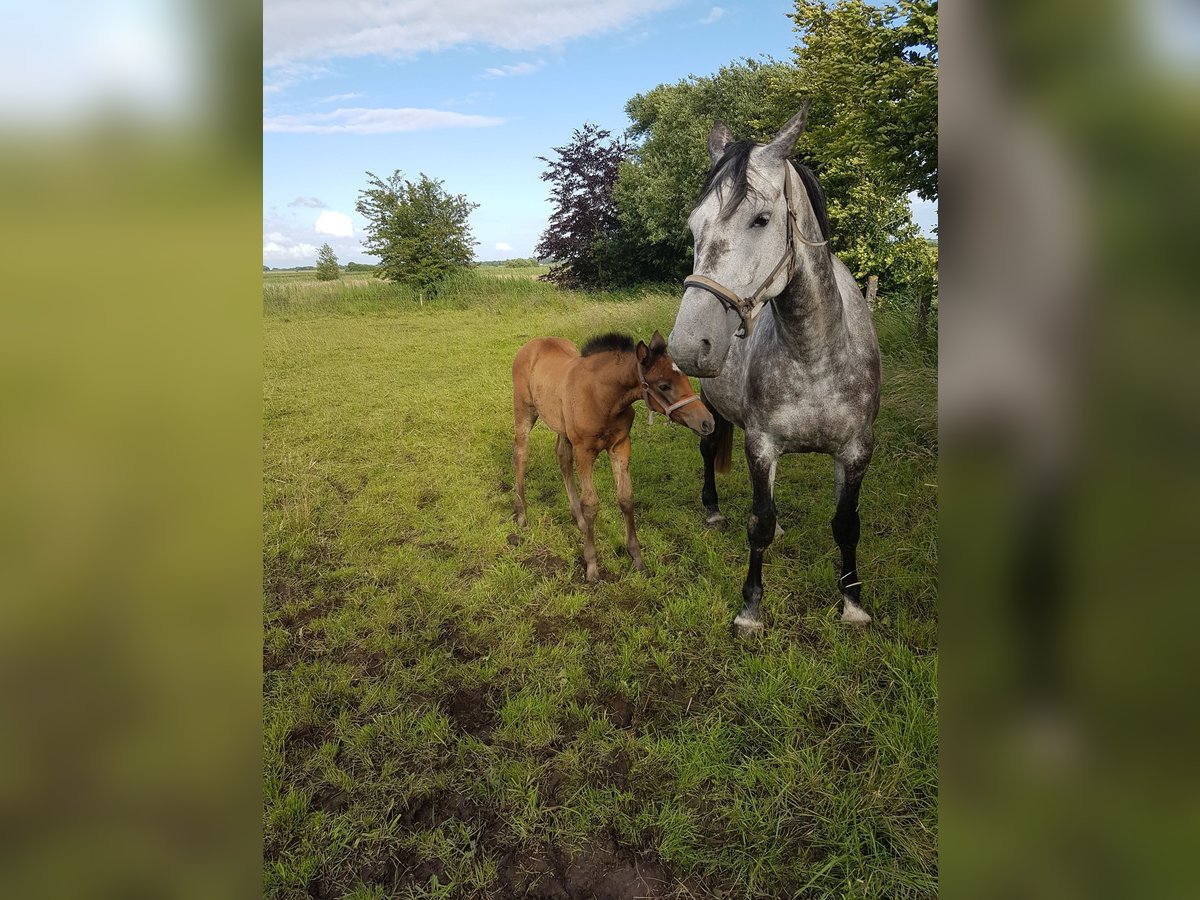 Holsteiner Merrie 7 Jaar 168 cm Schimmel in Hattstedt