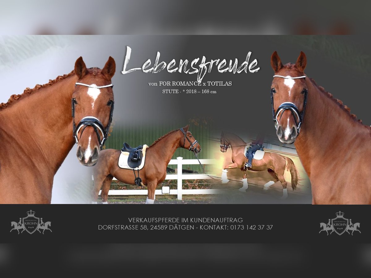 Holsteiner Merrie 7 Jaar 168 cm Vos in D&#xE4;tgen