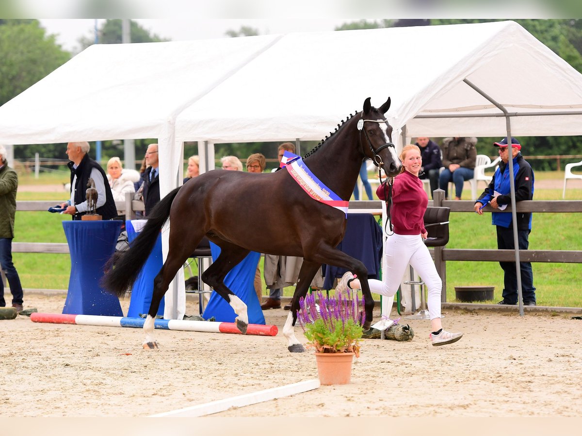 Holsteiner Merrie 7 Jaar 168 cm Zwartbruin in Schierensee