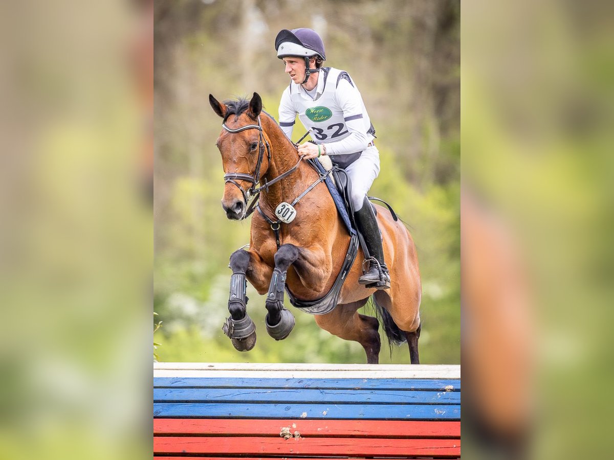 Holsteiner Merrie 7 Jaar 170 cm Bruin in Ganderkesee