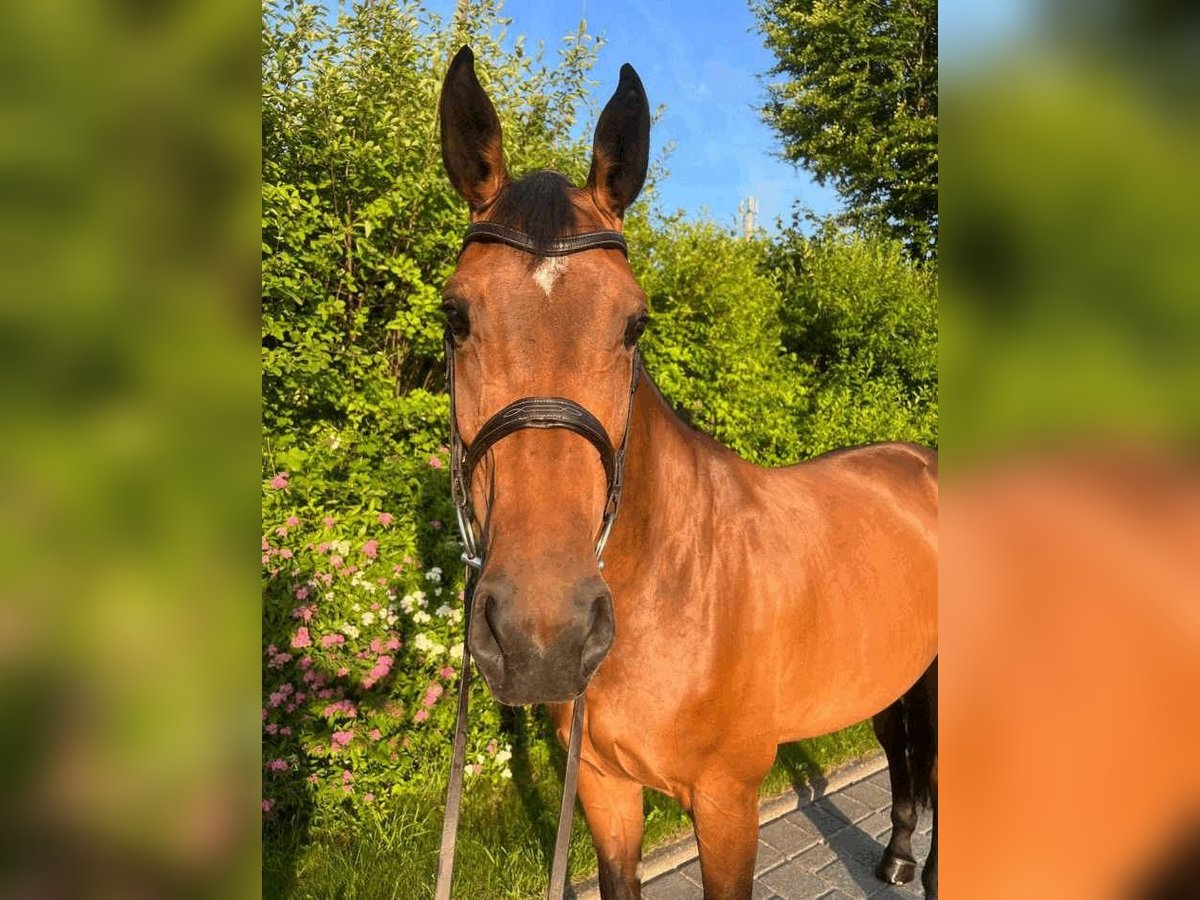 Holsteiner Merrie 7 Jaar 170 cm Bruin in Warstein