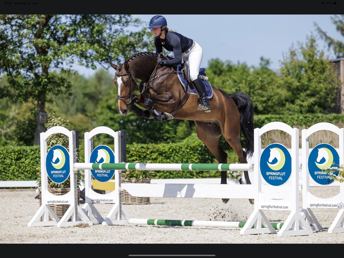 Holsteiner Merrie 7 Jaar 173 cm Donkerbruin in Sch&#xFC;lp bei Nortorf